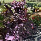 5+ Purple Heart Cuttings – Tradescantia Pallida Purpurea | Live Purple Wandering Jew Plant 5+ Purple Heart Cuttings – Tradescantia Pallida Purpurea | Live Purple Wandering Jew Plant