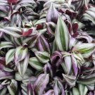 12 Tradescantia Zebrina Cuttings – Wandering Jew Plant Starter | Easy Grow Houseplant 12 Tradescantia Zebrina Cuttings – Wandering Jew Plant Starter | Easy Grow Houseplant