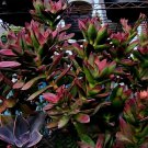 Crassula Corymbulosa βShark Toothβ β 2 Succulent Cuttings (6β12") | Unique Spiral Leaves Crassula Corymbulosa βShark Toothβ β 2 Succulent Cuttings (6β12") | Unique Spiral Leaves