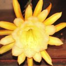Epiphyllum "Jennifer Ann" Cutting – Yellow Orchid Cactus Starter | Night Blooming Hybrid Epiphyllum "Jennifer Ann" Cutting – Yellow Orchid Cactus Starter | Night Blooming Hybrid