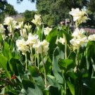 Alaska Canna Lily Rooted Starter Plant – Green & White Foliage Tropical Garden Beauty Alaska Canna Lily Rooted Starter Plant – Green & White Foliage Tropical Garden Beauty