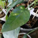 Epipremnum pinnatum Yellow Flame Cutting – Unrooted Grower’s Choice Variegated Vine