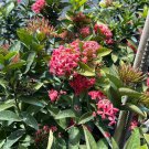 Live Pink Chinese Ixora Plant – 1 Gal Size | Easy Care Flowering Shrub with Vibrant Blooms
