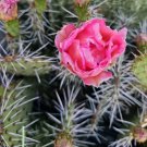 3 Opuntia 'Piña Colada' Pads – Cactus Cutting | Opuntia charlestonensis Hybrid 4–7 Inches 3 Opuntia 'Piña Colada' Pads – Cactus Cutting | Opuntia charlestonensis Hybrid 4–7 Inches