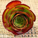 2 Aeonium ‘Velour’ Cuttings – 2" Rosette Burgundy Succulent | Easy Grow Starter Set 2 Aeonium ‘Velour’ Cuttings – 2" Rosette Burgundy Succulent | Easy Grow Starter Set
