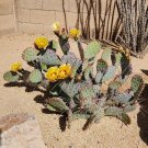 Opuntia Macrocentra Cactus Pad Cutting – Black Spine Prickly Pear | 1 Live Cutting Opuntia Macrocentra Cactus Pad Cutting – Black Spine Prickly Pear | 1 Live Cutting