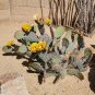 Opuntia Macrocentra Cactus Pad Cutting – Black Spine Prickly Pear | 1 Live Cutting