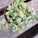 Rare Cotyledon Cliff Pendents Succulent in 4" Pot – Hanging Rosette Plant for Display Rare Cotyledon Cliff Pendents Succulent in 4" Pot – Hanging Rosette Plant for Display
