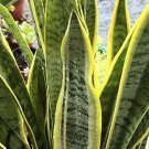 Snake Plant Leaf Cutting (8") – Sansevieria Starter Houseplant | Easy Grow Air Purifier Plant Snake Plant Leaf Cutting (8") – Sansevieria Starter Houseplant | Easy Grow Air Purifier Plant