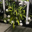 11 Epiphyllum Orchid Cactus Cuttings – Night-Blooming Cereus Starter Set | Queen of the Night