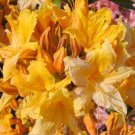 Golden Lights Azalea Rhododendron – Well Rooted Starter Plant | Hardy Shrub May Be Dormant Golden Lights Azalea Rhododendron – Well Rooted Starter Plant | Hardy Shrub May Be Dormant