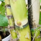 2 Green Sugarcane Cuttings – Fresh Juicy Stalks | Ready to Plant | Sweet Live Starter Set 2 Green Sugarcane Cuttings – Fresh Juicy Stalks | Ready to Plant | Sweet Live Starter Set