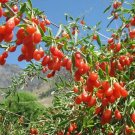10 Goji Berry Plant Cuttings – Lycium Fruiting Shrub for Garden or Orchard Propagation 10 Goji Berry Plant Cuttings – Lycium Fruiting Shrub for Garden or Orchard Propagation