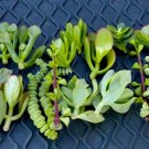 20+ Jade Succulent Cuttings – Mixed Crassula Varieties | Easy Propagation | Free Shipping 20+ Jade Succulent Cuttings – Mixed Crassula Varieties | Easy Propagation | Free Shipping