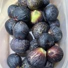 Ronde de Bordeaux Fig Cutting – RDB Variety with 3+ Nodes | Cold Hardy Sweet Fruit Tree Ronde de Bordeaux Fig Cutting – RDB Variety with 3+ Nodes | Cold Hardy Sweet Fruit Tree