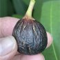Ronde de Bordeaux Fig Cutting – RDB Variety with 3+ Nodes | Cold Hardy Sweet Fruit Tree