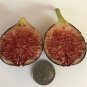 Ronde de Bordeaux Fig Cutting – RDB Variety with 3+ Nodes | Cold Hardy Sweet Fruit Tree