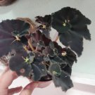 Dark Mamba Begonia – Iridescent Glow Leaves | 4" Black Rex Begonia | Blue-Back Hybrid Plant Dark Mamba Begonia – Iridescent Glow Leaves | 4" Black Rex Begonia | Blue-Back Hybrid Plant