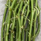 20 Rooted Sweet Potato Vines – Tropical Plant Cuttings | Ipomoea batatas | Ready to Grow