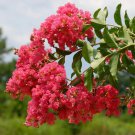 5 Tuscarora Crape Myrtle Cuttings – Rare Coral Pink Flowering Tree for Grafting or Rooting