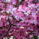 10 Pink Dogwood Tree Cuttings – Cornus florida Rubra | Flowering Tree | Spring Blooms