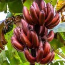 Bordelon Banana Tree – Small Rooted Starter Plant | Musa Bordelon | Tropical Ornamental Bordelon Banana Tree – Small Rooted Starter Plant | Musa Bordelon | Tropical Ornamental