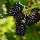 2 “Sweetie Pie” Thornless Blackberry Plants – Organic, Healthy, Easy Grow | Rubus fruticosus 2 “Sweetie Pie” Thornless Blackberry Plants – Organic, Healthy, Easy Grow | Rubus fruticosus