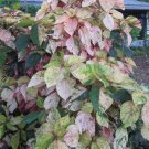 3 Acalypha Wilkesiana ‘Tricolor’ Cuttings – Variegated Copperleaf Unrooted Starter Set 3 Acalypha Wilkesiana ‘Tricolor’ Cuttings – Variegated Copperleaf Unrooted Starter Set