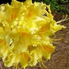 Aromi Azalea ‘Lemonade’ Starter Plant – Deciduous Rhododendron | May Be Dormant on Arrival Aromi Azalea ‘Lemonade’ Starter Plant – Deciduous Rhododendron | May Be Dormant on Arrival