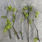 5 Lang Jujube Tree Cuttings – Chinese Red Date | Ziziphus jujuba | Fruit Tree Starter Set 5 Lang Jujube Tree Cuttings – Chinese Red Date | Ziziphus jujuba | Fruit Tree Starter Set