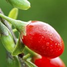 5 Giant Goji Berry Cuttings – Lycium barbarum Liveberry | Easy to Root Shrub Starter 5 Giant Goji Berry Cuttings – Lycium barbarum Liveberry | Easy to Root Shrub Starter