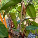 Philodendron Red Emerald Cutting – 7–10" Fresh Vine Starter | Tropical Climbing Houseplant Philodendron Red Emerald Cutting – 7–10" Fresh Vine Starter | Tropical Climbing Houseplant