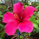 20 Pink Hibiscus Cuttings – Tropical Flowering Shrub | Ready to Root | Garden Starter Set