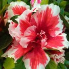 Mardi Gras Azalea Starter Plant – Red & White Bicolor Deciduous Rhododendron Shrub