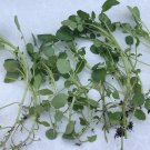15 Watercress Cuttings with Roots – Live Edible Vegetable Starter Plants | Ready to Grow 15 Watercress Cuttings with Roots – Live Edible Vegetable Starter Plants | Ready to Grow