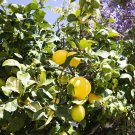 4 Dorshopo Lemon Cuttings – Exotic Brazilian Citrus Variety | Citrus limon | Rare Fruit Plant