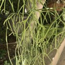 Rhipsalis Micrantha Tonduzii Cuttings – Rare Branched Orchid Cactus | Epiphytic Succulent Rhipsalis Micrantha Tonduzii Cuttings – Rare Branched Orchid Cactus | Epiphytic Succulent