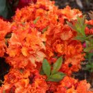Gibraltar Azalea Rhododendron – Well Rooted Starter Plant | May Be Dormant in Season Gibraltar Azalea Rhododendron – Well Rooted Starter Plant | May Be Dormant in Season