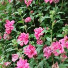 7 Hot Pink Double Rose of Sharon Cuttings – Hibiscus Syriacus | Flowering Shrub Starter 7 Hot Pink Double Rose of Sharon Cuttings – Hibiscus Syriacus | Flowering Shrub Starter