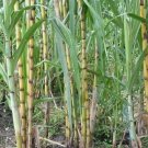 5 Rooted Sugarcane Cuttings – Sweet Tropical Plant | Live Saccharum officinarum Ready to Grow 5 Rooted Sugarcane Cuttings – Sweet Tropical Plant | Live Saccharum officinarum Ready to Grow