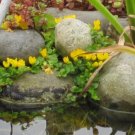 10 Creeping Jenny Rooted Cuttings – Moneywort Groundcover for Marsh, Pond, or Bog Gardens 10 Creeping Jenny Rooted Cuttings – Moneywort Groundcover for Marsh, Pond, or Bog Gardens