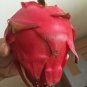 2 Red Dragon Fruit Cuttings – Physical Graffiti Variety | 9–14" Hylocereus Stems
