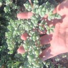5 Oscularia Deltoides Cuttings – Ice Plant Succulent Starter Set | Drought-Tolerant Plant 5 Oscularia Deltoides Cuttings – Ice Plant Succulent Starter Set | Drought-Tolerant Plant