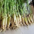10 Lemongrass Stalks Ready to Plant – Citronella Variety | Easy to Grow Outdoor Herb