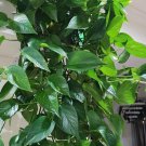 Golden Pothos Rooted Live Plant – 6–15" Tall Vine Starter | Epipremnum Aureum Houseplant Golden Pothos Rooted Live Plant – 6–15" Tall Vine Starter | Epipremnum Aureum Houseplant
