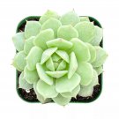 Echeveria derenbergii Succulent – Rare Fully Rooted Plant in 2" Pot | Painted Lady