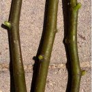 5 Ischia Golden Fig Tree Cuttings – Fresh Unrooted Ficus carica for Easy Propagation