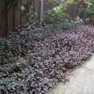 34 Purple Zebra Wandering Jew Cuttings – Tradescantia Pallida Purpurea Live Purple Heart Plant 34 Purple Zebra Wandering Jew Cuttings – Tradescantia Pallida Purpurea Live Purple Heart Plant