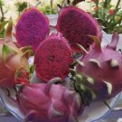 Vietnamese Red Dragon Fruit Cutting – 8–12" Hylocereus Costaricensis | Sweet Tropical Starter Vietnamese Red Dragon Fruit Cutting – 8–12" Hylocereus Costaricensis | Sweet Tropical Starter