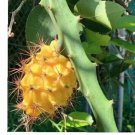 Yellow Dragon Fruit Cutting – 1 Unrooted Hylocereus megalanthus Edible Cactus Plant Starter Yellow Dragon Fruit Cutting – 1 Unrooted Hylocereus megalanthus Edible Cactus Plant Starter
